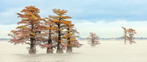 Images Dated 17th January 2024: Morning mist and autumn colors on Caddo Lake, Texas