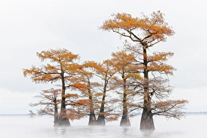 Images Dated 17th January 2024: Morning mist and autumn colors on Caddo Lake, Texas