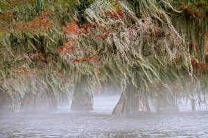 Images Dated 17th January 2024: Morning mist and autumn colors on Caddo Lake, Texas