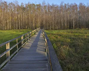 Boardwalk Prints: Morning mist at the Corkscrew Swamp Sanctuary boardwalk, Florida