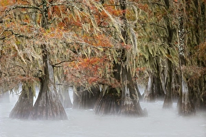 Images Dated 17th January 2024: Morning mist on southern swamp, Caddo Lake, Texas
