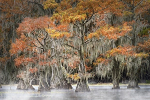 Images Dated 17th January 2024: Morning mist on southern swamp, Caddo Lake, Texas