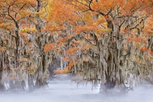 Images Dated 17th January 2024: Morning mist on southern swamp, Caddo Lake, Texas