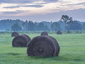 Hay Bale Prints: Morning rural scene at sunrise, central Florida, with hay bales