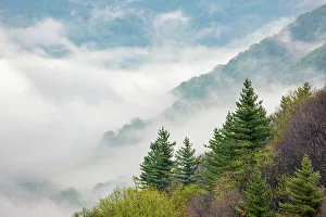 Oconaluftee Valley Prints: Morning spring view of Oconaluftee Valley with rising mist