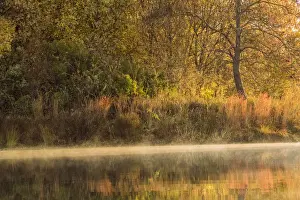 Kayak Prints: Morning view of American River shoreline and reflection of fall colors from a kayak