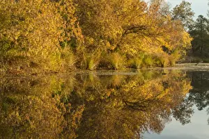 Images Dated 17th November 2013: Morning view of American River shoreline and reflection of fall colors from a kayak