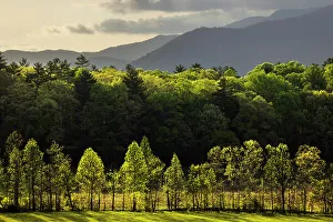 Backlit Prints: Morning view of backlit row of trees