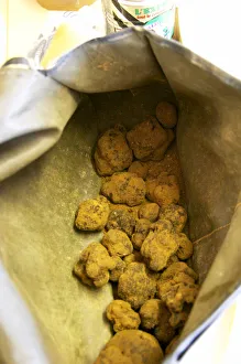 Images Dated 24th May 2007: The mornings truffle harvest at La Truffe de Ventoux truffle farm, Vaucluse