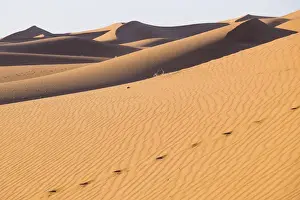 Morocco, Erg Chegaga (or Chigaga) is a Saharan sand dune (approximately 40 km to 15 km wide)