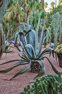 Draa Tafilalet Prints: Morocco, Marrakech. Majorelle Garden (Jardin Majorelle)