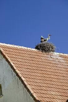 Images Dated 11th March 2006: MOROCCO, Middle Atlas, Ifrane: Alpine Resort / The Geneva of Morocco Stork Nest