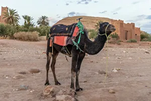 Ungulate Prints: Morocco, Ouarzazate Province. Ait Ben Haddou, a UNESCO World Heritage Site. Camel train