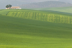 Images Dated 10th March 2006: MOROCCO, Region Kandar et Sebou: Spring Countryside by town of EL MENZEL