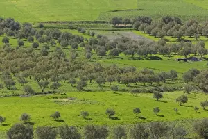 Images Dated 10th March 2006: MOROCCO, Region Kandar et Sebou: Spring Fruit trees by town of AZZABA
