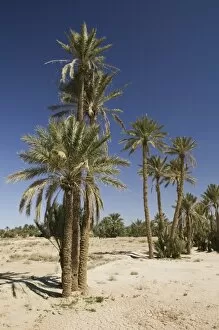 Images Dated 12th March 2006: MOROCCO, Tafilalt, RISSANI: Palm Oasis on the Circuit Touristique by Ksar Tinheras