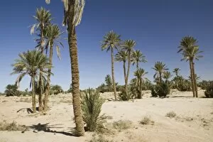 Images Dated 12th March 2006: MOROCCO, Tafilalt, RISSANI: Palm Oasis on the Circuit Touristique by Ksar Tinheras