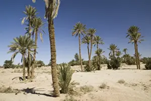 Oasis Prints: MOROCCO, Tafilalt, RISSANI: Palm Oasis on the Circuit Touristique by Ksar Tinheras