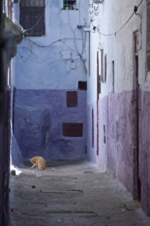 Tetouan Prints: Morocco, Tetouan. The medina (old town) of TEtouan, UNESCO. House cat in typical narrow