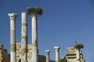 Images Dated 7th March 2006: MOROCCO, Volubilis: Roman Town mostly dating to 2nd & 3rd c. AD / Abandoned by Romans