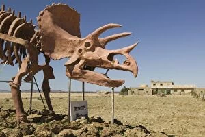 MOROCCO, Ziz Valley, ERFOUD: Dinousaur Museum / Skeleton
