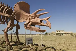 Bone Prints: MOROCCO, Ziz Valley, ERFOUD: Dinousaur Museum / Skeleton