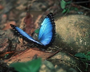 Images Dated 17th May 2007: Morpho granadensis BUTTERFLY