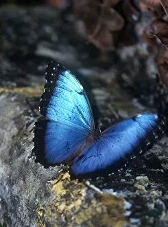 Images Dated 17th May 2007: Morpho granadensis, uncommon Morpho species