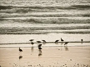Images Dated 23rd June 2020: Morro Bay Shore