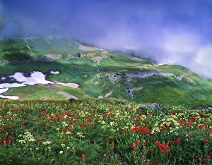 August Prints: Mosaic of lingering August snow, low clouds and wildflowers on Mt. Timpanogos. Mt