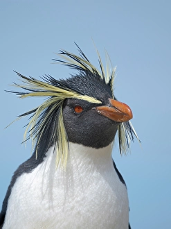 Flightless Prints: Moseley's penguin also called Northern Rockhopper penguin on Bleaker Island