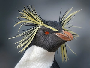 Flightless Prints: Moseley's penguin also called Northern Rockhopper penguin on Bleaker Island