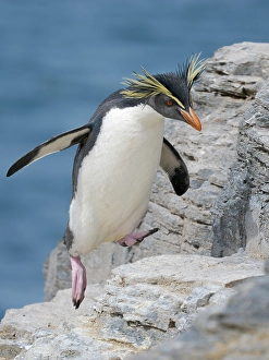 Flightless Prints: Moseley's penguin also called Northern Rockhopper penguin on Bleaker Island