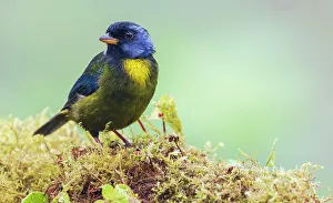 Choco Forest Prints: Moss-backed tanager, Choco Forest, Ecuador