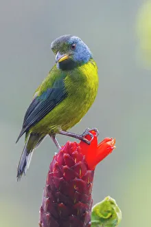 Choco Forest Prints: Moss-backed tanager, Choco Forest, Ecuador