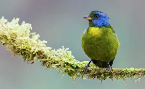 Choco Forest Prints: Moss-backed tanager, Choco Forest, Ecuador