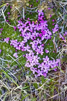 Plantae Prints: Moss Campion (Silene acaulis) - Arctic National Wildlife Refuge, Alaska