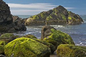 Images Dated 17th June 2015: moss-covered rocks, Fogarty Creek State Recreation Area, Depoe bay, Oregon, USA