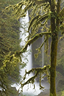 Silverton Prints: A moss covered tree frames North Falls at Silver Falls State Park, Oregon