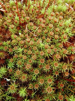 Images Dated 15th November 2023: Moss flowers, spring, southern Illinois