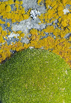 Lichen Prints: Moss and lichen, Saunders Island, Falkland Islands