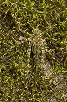 Images Dated 30th November 2009: Moss-mimic Katydid (Tettigoniidae) Rewa River Rainforest GUYANA. South