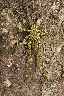 Hidden Prints: Moss-mimic Katydid (Tettigoniidae) Rewa River Rainforest GUYANA. South