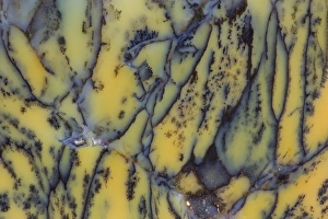 Images Dated 22nd October 2015: Moss Opaline, Australia