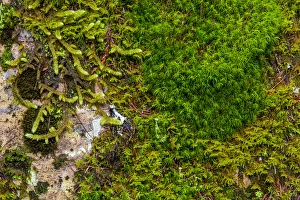 Mossy Prints: Mosses and lichens thrive on blouder in Glacier National Park, Montana, USA