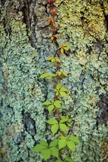 Moss Gallery: Mossy bark, Peaks Of Otter, Blue Ridge Parkway, Smoky Mountains, USA
