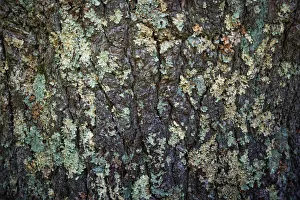 Images Dated 5th August 2021: Mossy bark, Peaks Of Otter, Blue Ridge Parkway, Smoky Mountains, USA