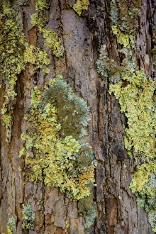 Lichen Prints: Mossy bark, Shenandoah, Blue Ridge Parkway, Smoky Mountains, USA
