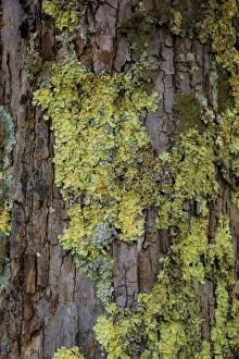 Mossy bark, Shenandoah, Blue Ridge Parkway, Smoky Mountains, USA