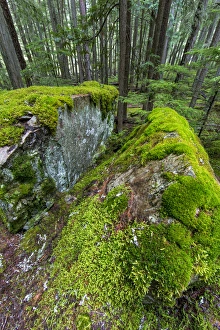 Mossy Prints: Mossy boulders in cedar and hemlock forest in Glacier National Park, Montana, USA